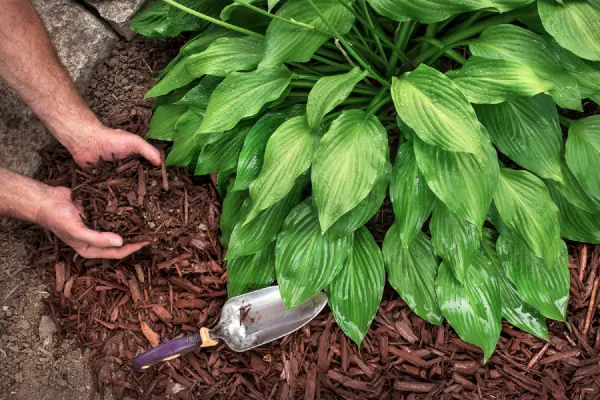 Mulching in Goodyear, AZ