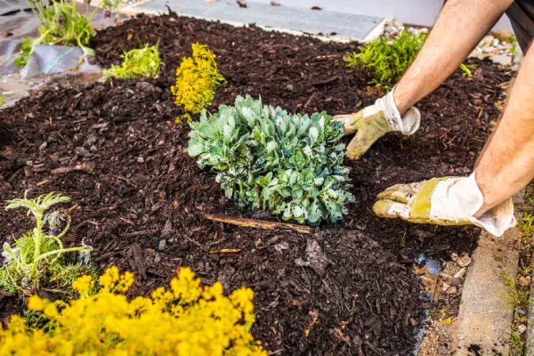 Quality Mulching in Goodyear, AZ