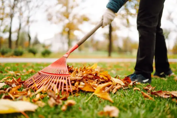 Yard Cleanup in Goodyear, AZ