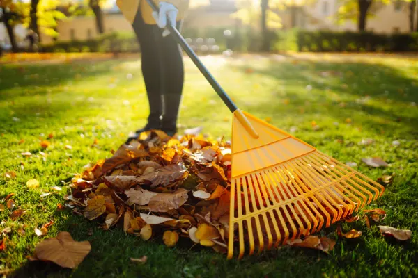 Yard Cleanup in Goodyear, AZ